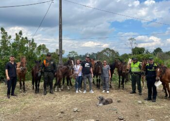 Rescatados 15 caballos por presunto maltrato animal en una finca de Filandia, Quindío