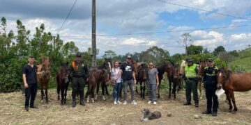 Rescatados 15 caballos por presunto maltrato animal en una finca de Filandia, Quindío