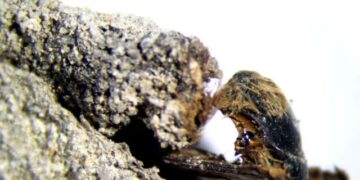 Descubren abejas momificadas y perfectamente conservadas de la época de los faraones