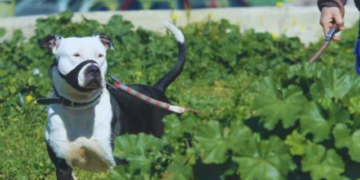 Perro pitbull mató a una niña de 2 años que era cuidada en un hogar del ICBF en Caldas