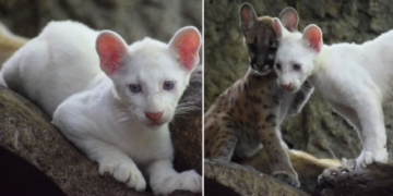 Presentan en público el primer puma albino nacido en cautiverio