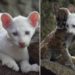 Presentan en público el primer puma albino nacido en cautiverio