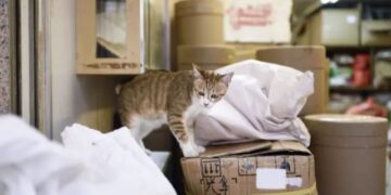 Rescatan en China a más de 1.000 gatitos que iban a ser vendidos como comida