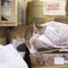 Rescatan en China a más de 1.000 gatitos que iban a ser vendidos como comida