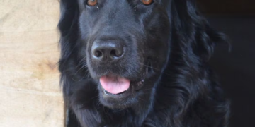 ¡Qué triste! Luna, la perrita que falleció por el estrés que le causó las detonaciones de pólvora