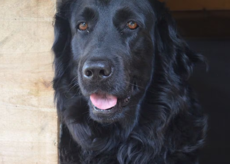 ¡Qué triste! Luna, la perrita que falleció por el estrés que le causó las detonaciones de pólvora