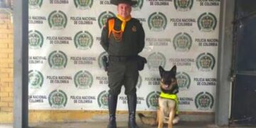 Zeus, el perro policía que lucha contra los expendedores de pólvora