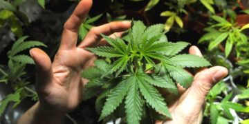 Se hundió una vez más el proyecto que pretendía regular el cannabis de uso adulto y recreativo