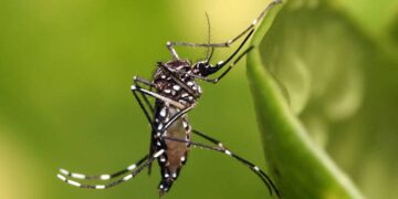Circasia, Salento y Montenegro, en alto riesgo de transmisión del dengue