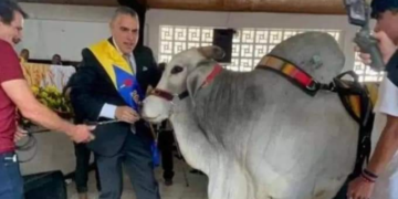 Un toro cebú asistió y fue el invitado especial en la posesión del alcalde de Filandia