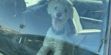 Multaron a los dueños de un perrito dejado al interior de un carro