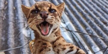 Un tigrillo fue rescatado en zona rural de Génova luego de ingresara a una finca