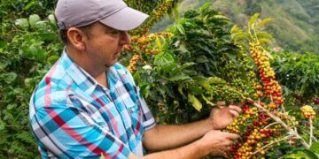 El Quindío se prepara para iniciar el Plan Cosecha del primer semestre del 2024