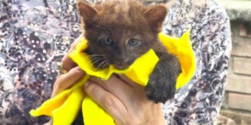 Hermoso ejemplar neonato de puma yaguarundí fue recuperado en Buenavista