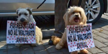 Salvaguardando sus derechos: nuevos canales para denunciar casos de maltrato animal en Armenia