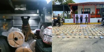 Alaska, el can que descubrió 140 kilogramos de marihuana en un bus interdepartamental