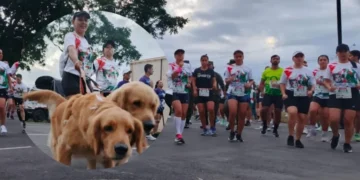 Éxito total, el Quindío corrió masivamente ‘Por Los Peluditos de Montenegro’
