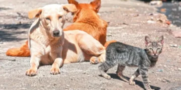 ¡Luz verde para el bienestar animal! Aprueban ley para esterilizar perros y gatos abandonados