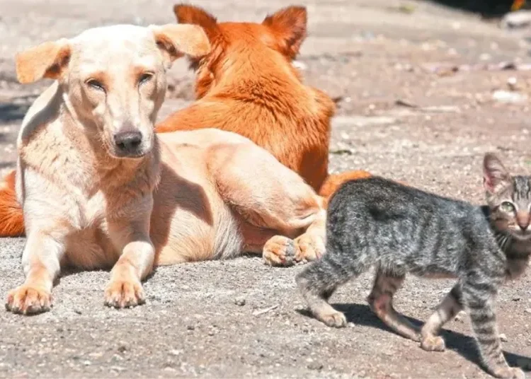 ¡Luz verde para el bienestar animal! Aprueban ley para esterilizar perros y gatos abandonados