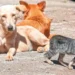 ¡Luz verde para el bienestar animal! Aprueban ley para esterilizar perros y gatos abandonados