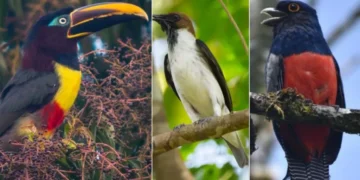 Colombia, el ‘País de la Belleza’ es el mejor para pajarear en el mundo