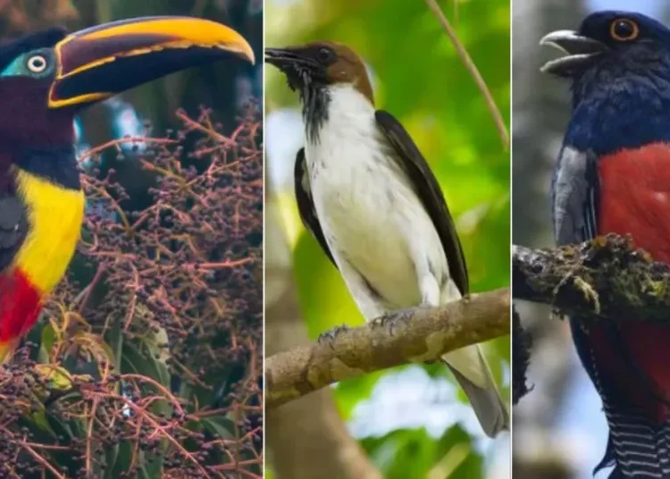 Colombia, el ‘País de la Belleza’ es el mejor para pajarear en el mundo