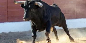 ¡Histórico! Aprobado en último debate la prohibición de las corridas de toros en Colombia