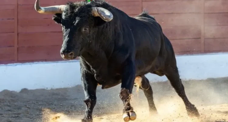 ¡Histórico! Aprobado en último debate la prohibición de las corridas de toros en Colombia
