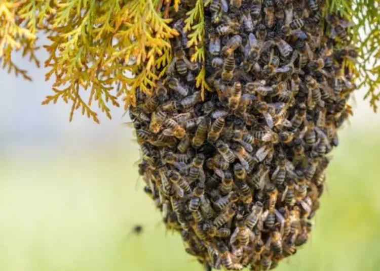 En Armenia se toman medidas frente al aumento de incidentes con abejas