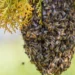 En Armenia se toman medidas frente al aumento de incidentes con abejas