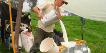 Alertan crisis en la producción de leche por decisión de grandes compañías de comprar menos