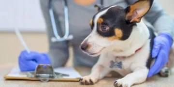 Creación de una clínica veterinaria, entre las iniciativas para el desarrollo regional