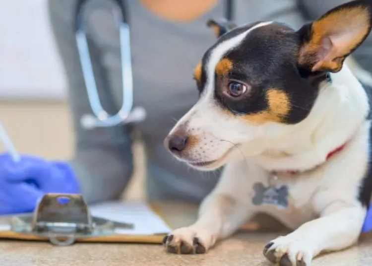 Creación de una clínica veterinaria, entre las iniciativas para el desarrollo regional