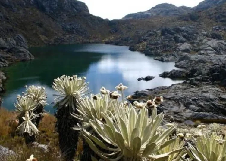 Colombia triunfa con prohibición de minería en el Páramo de Santurbán