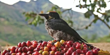 13 años del PCC: estrategias y retos para la preservación del patrimonio cafetero