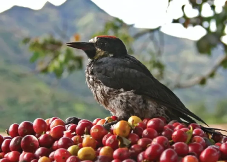 13 años del PCC: estrategias y retos para la preservación del patrimonio cafetero
