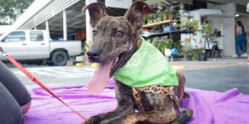Mascotas en Armenia encuentran un nuevo hogar