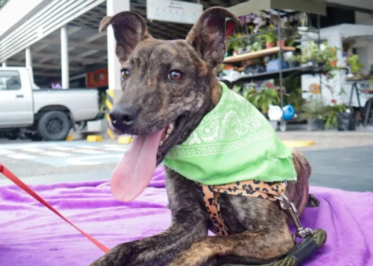 Mascotas en Armenia encuentran un nuevo hogar