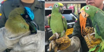 ¡No son mascotas! Dos loros amazónicos y un barranquero fueron recuperados