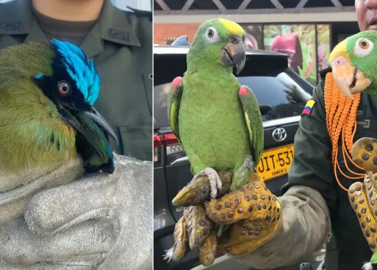 ¡No son mascotas! Dos loros amazónicos y un barranquero fueron recuperados