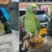 ¡No son mascotas! Dos loros amazónicos y un barranquero fueron recuperados