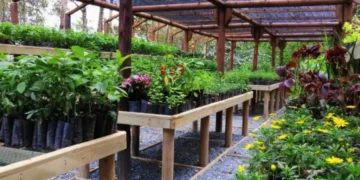 En Filandia se impulsa la vivienda y la sostenibilidad con vivero municipal