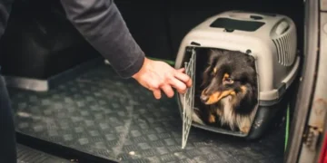 Proyecto “no son equipaje” busca que las mascotas viajen con condiciones dignas