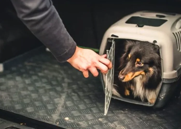 Proyecto “no son equipaje” busca que las mascotas viajen con condiciones dignas