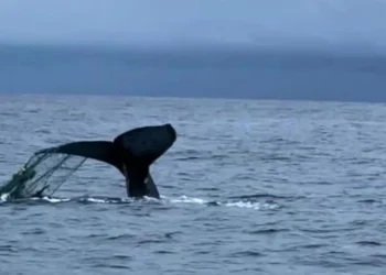 ¡Épico! Liberan a ballena atrapada en malla en el Pacífico tras operación de casi 3 horas