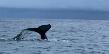 ¡Épico! Liberan a ballena atrapada en malla en el Pacífico tras operación de casi 3 horas