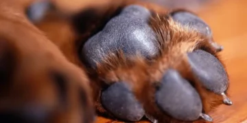 Mujer fue condenada a prisión por quemarle la cabeza a una perrita con agua caliente