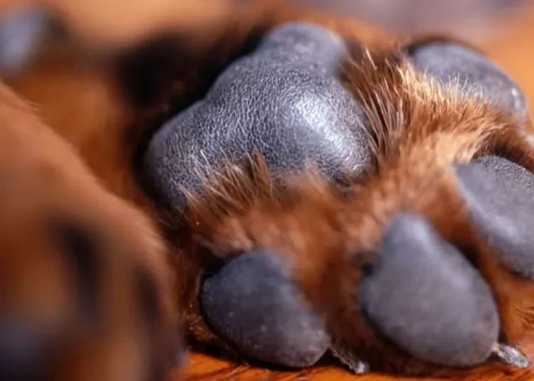 Mujer fue condenada a prisión por quemarle la cabeza a una perrita con agua caliente