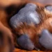 Mujer fue condenada a prisión por quemarle la cabeza a una perrita con agua caliente