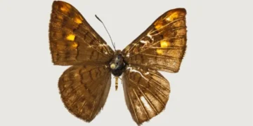 ¡Descubren nueva de mariposa endémica en Colombia! La “Emesis pacis”